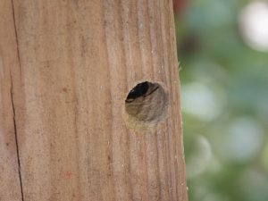 carpenter bee hole in pressure-treated post