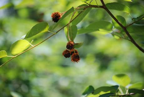 cedar hawthorn rust Dave McCulley | Walter Reeves: The Georgia Gardener
