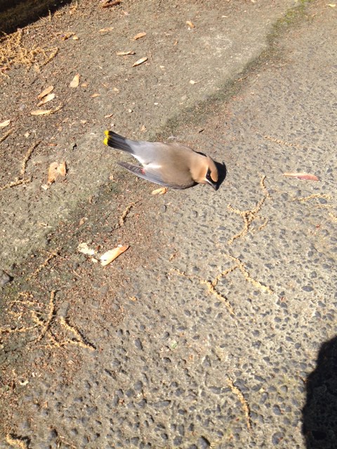 cedar waxwing 3 Bob Regan | Walter Reeves: The Georgia Gardener