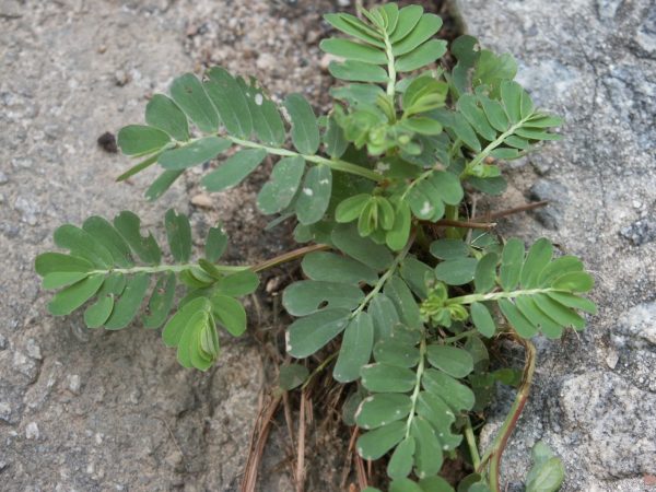 chamberbitter 2 | Walter Reeves: The Georgia Gardener chamberbitter, or mimosa seed