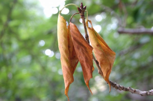 cherry dead leaves | Walter Reeves: The Georgia Gardener