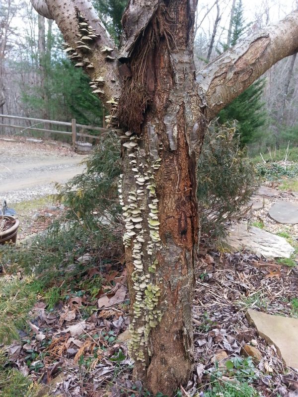cherry dying | Walter Reeves: The Georgia Gardener