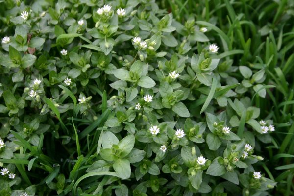 common chickweed