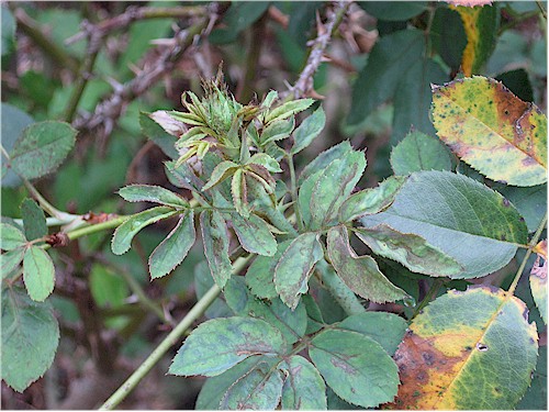 chilli thrips damage to rose (photo courtesy of Tom MacCubbin)