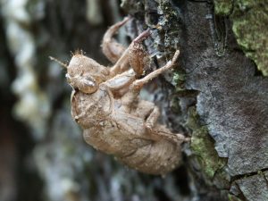 cicada skin