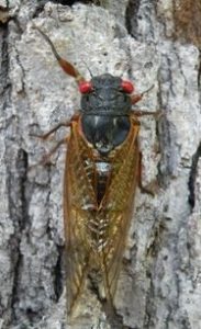 periodical cicada