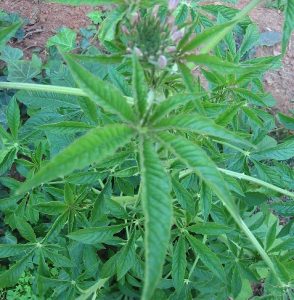 cleome leaf