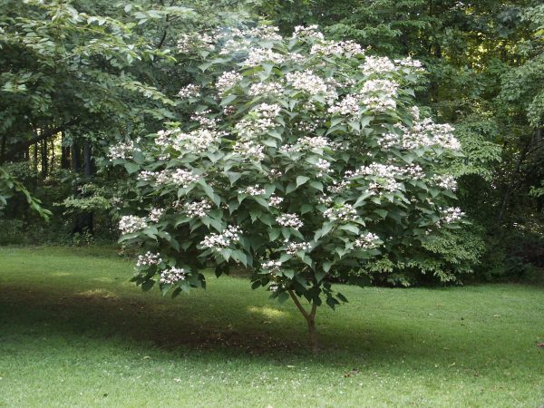 clerodendron