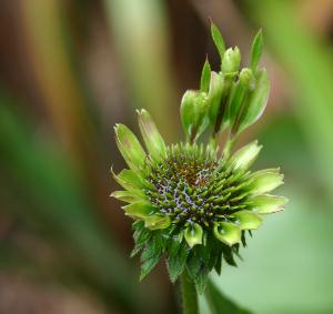 Coneflower