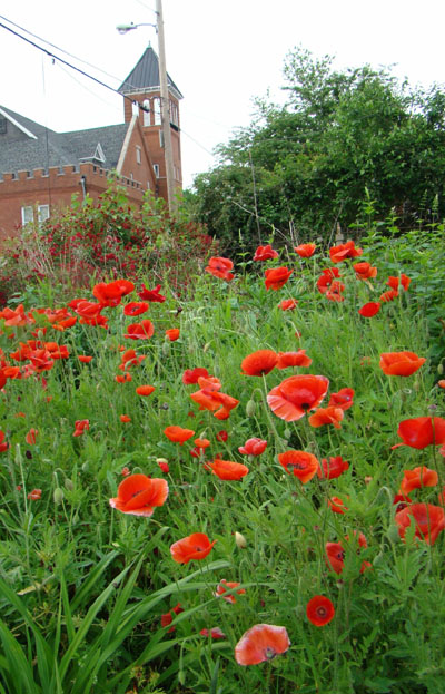 Corn Poppy