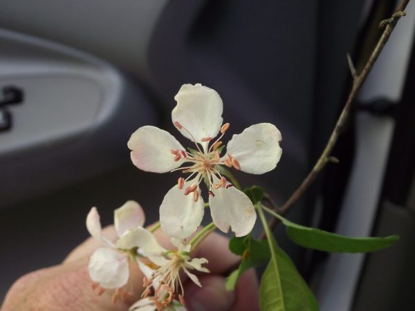 crabapple 1 | Walter Reeves: The Georgia Gardener