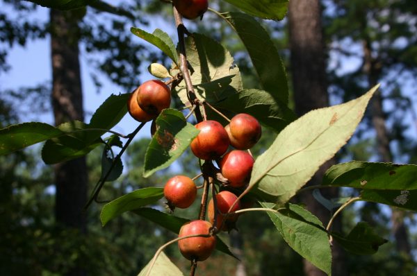 crabapple | Walter Reeves: The Georgia Gardener