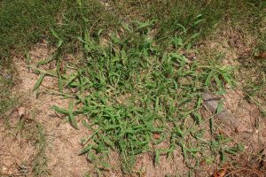 crabgrass