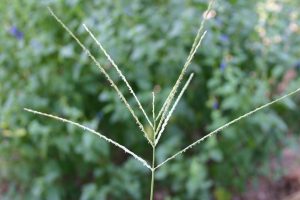 crabgrass seedhead
