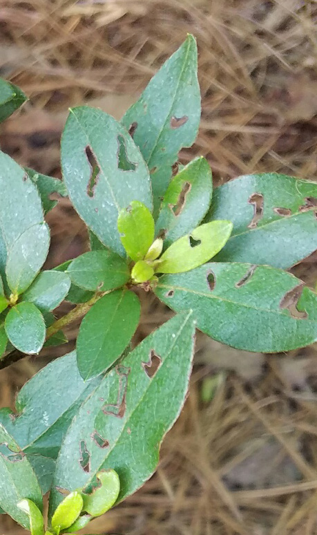 Insecticide azaleas