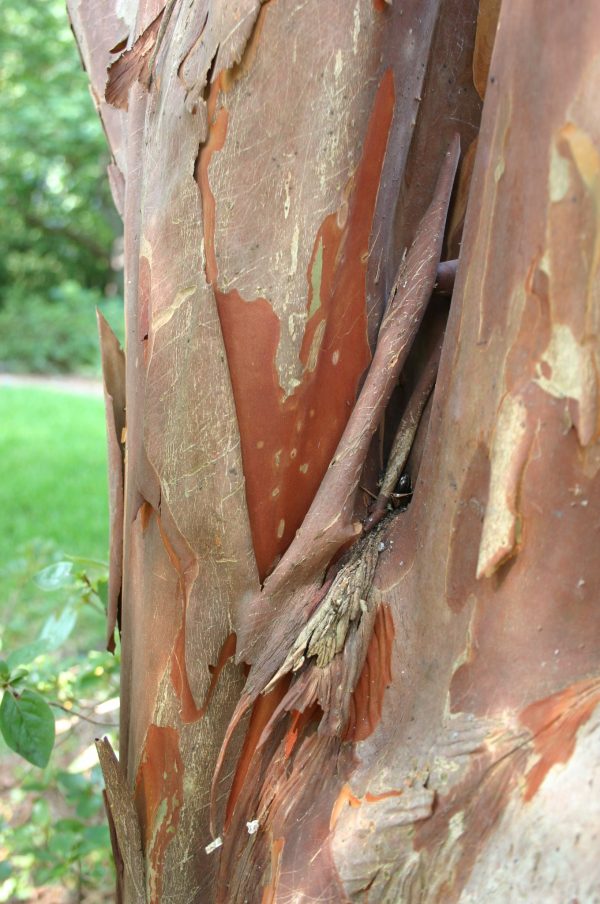 crapemyrtle bark