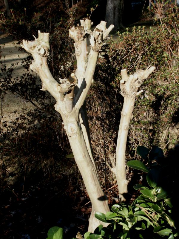 crapemyrtle poorly pruned