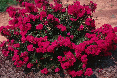 Red Crapemyrtle