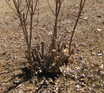 crapeseverelypruned2 | Walter Reeves: The Georgia Gardener