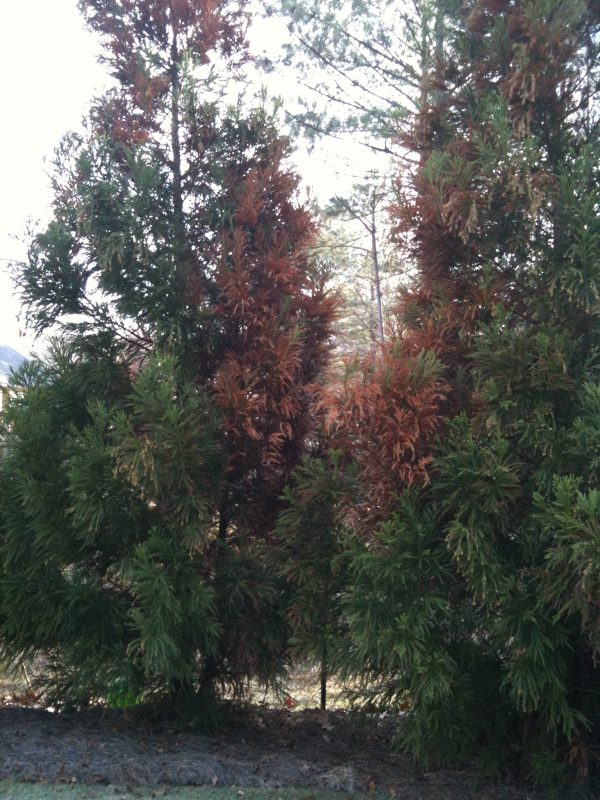 cryptomeria limb dieback 2 | Walter Reeves: The Georgia Gardener cryptomeria limb dieback