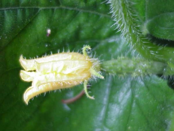 cucumber female flower