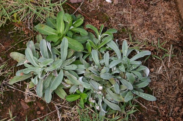 cudweed (rabbit tobacco)