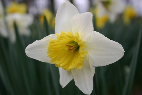 daffodil 4 | Walter Reeves: The Georgia Gardener Divide senior