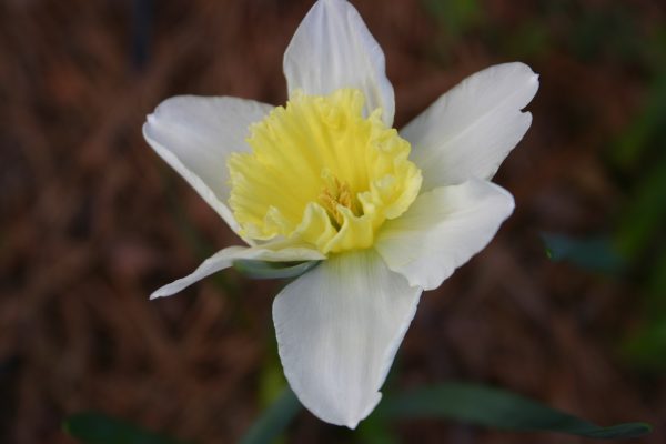 daffodil 6 | Walter Reeves: The Georgia Gardener daffodil