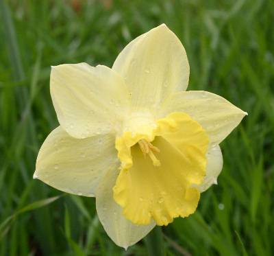 daffodil