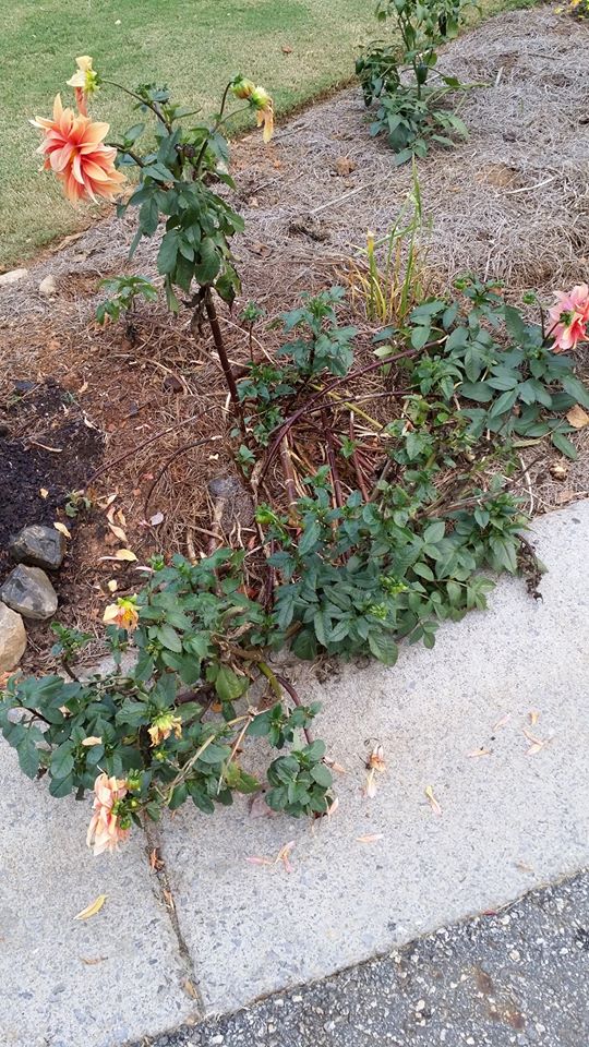 dahlia floppy | Walter Reeves: The Georgia Gardener