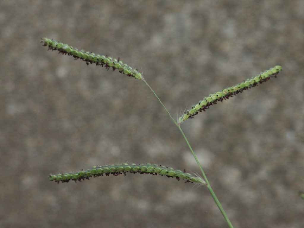 Bermuda herbicide