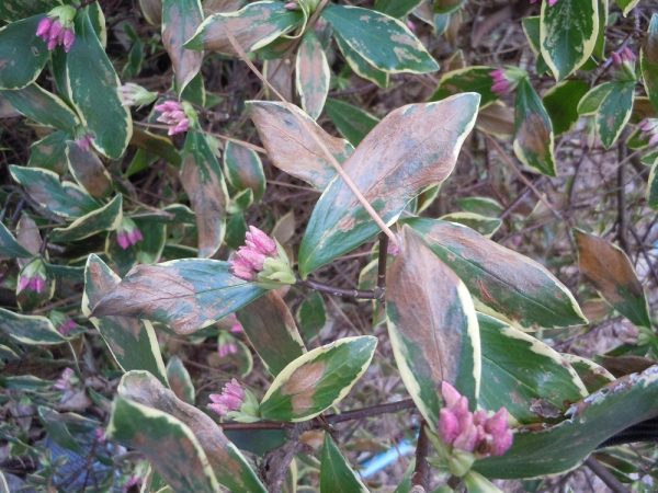 daphne freeze damage 3 | Walter Reeves: The Georgia Gardener