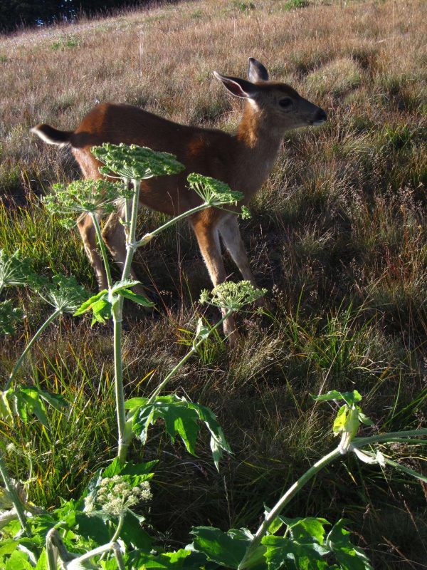 deer 3 | Walter Reeves: The Georgia Gardener