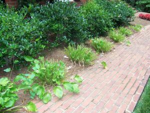 deer damage to hosta