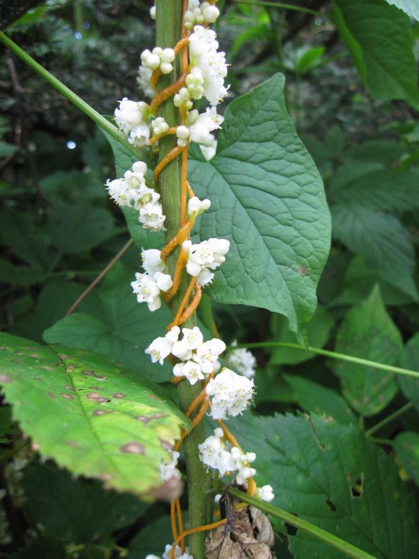 dodder flowers