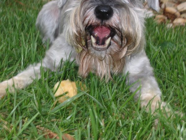 dog eating pear 4 | Walter Reeves: The Georgia Gardener dog eating pear