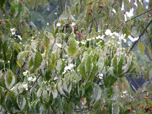 dogwood fall bloom 1 | Walter Reeves: The Georgia Gardener