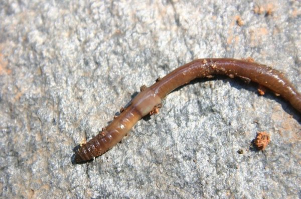 earthworm 1 | Walter Reeves: The Georgia Gardener