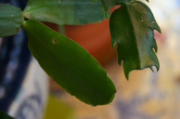 Easter cactus (left) vs Thanksgiving cactus (right)