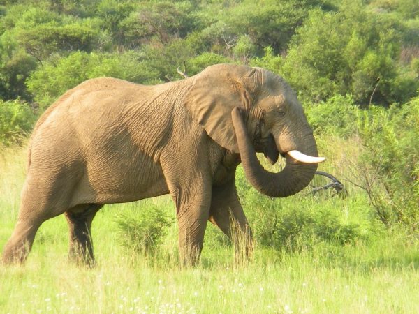 elephant 8 | Walter Reeves: The Georgia Gardener