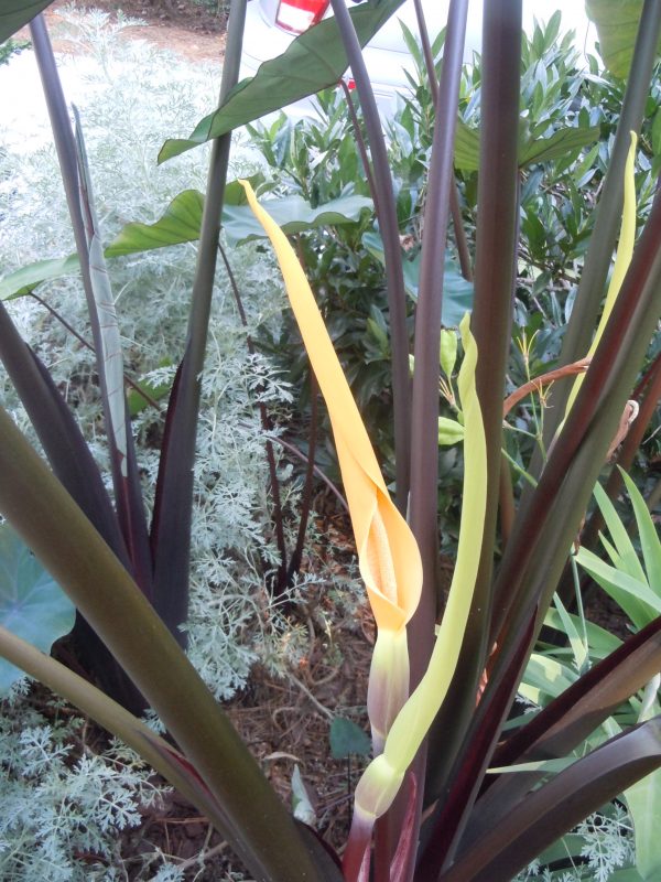 elephant ear flower 1 | Walter Reeves: The Georgia Gardener