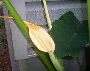 Elephant Ear Bloom