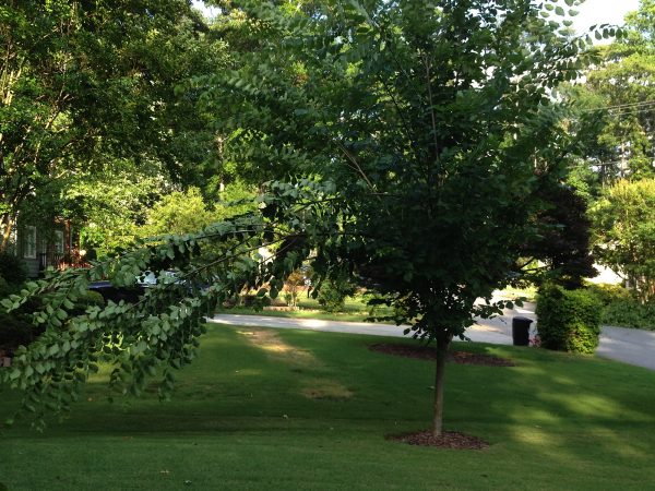 dutch elm disease