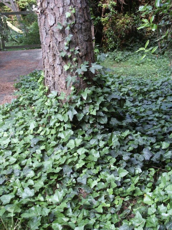 Groundcover in shade