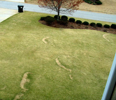 fairyring1 | Walter Reeves: The Georgia Gardener