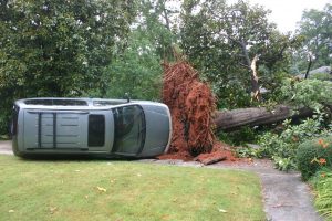 fallen tree