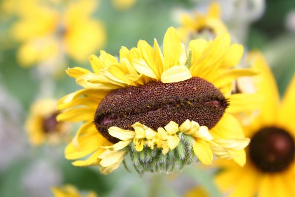 fasciated brown-eyed Susan