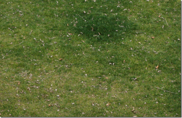 fescue yellow 1 | Walter Reeves: The Georgia Gardener