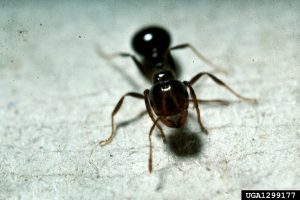 fire ant Randy Westbrooks Bugwood.org