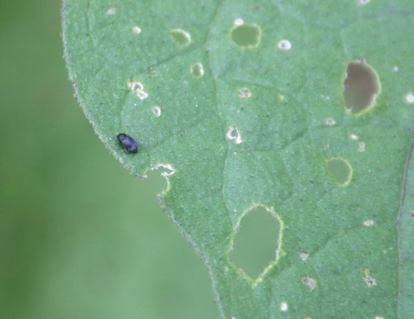 flea beetle